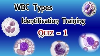 WBC Identification Training Quiz  Part 13 [upl. by Brandtr796]