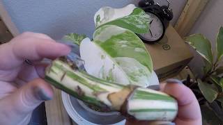 Timelapse Variegated Monstera Easy Propagation with Stem Node CuttingWet Stick [upl. by Ellahcim377]