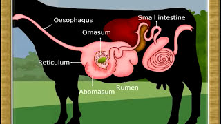 Life ProcessDigestion in Ruminants07 [upl. by Anilev]