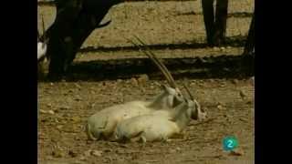 El Oryx Documental Sobreviviendo en la naturalezaEspañolCastellano [upl. by Garnet]