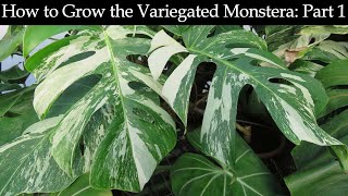 How to Grow the Variegated Monstera Part 1 [upl. by Derk326]