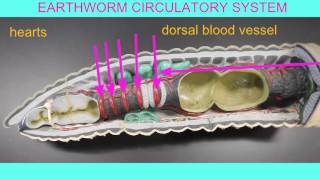 EARTHWORM CIRCULATION [upl. by Eladroc]