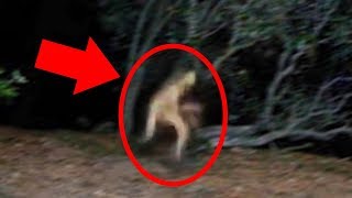 5 Mysterious Creatures Caught On Camera  Top 5 STRANGE Creatures [upl. by Eintirb526]