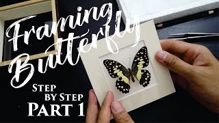 Mounting and framing butterfly step by step  Part 1 [upl. by Nannahs]