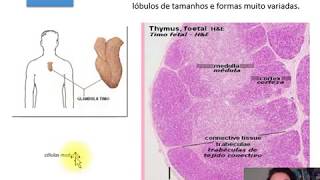 Histologia órgãos linfóides I [upl. by Llen]