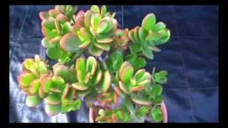 Crassulaceae Crassula portulacea summerset [upl. by Chrissa]