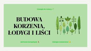 13 Budowa korzeni łodyg i liści 🌲 powtórka do matury 🌱 biologia rozszerzona liceum [upl. by Htezzil]