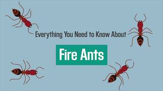 Everything You Need to Know About Fire Ant Stings [upl. by Pinsky849]