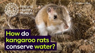 How do kangaroo rats conserve water  Surprising Science [upl. by Dlanar]