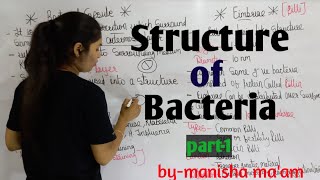 Structure of Bacteria  in hindi Bacteriology  By Manisha Maam  Microbiology [upl. by Yblehs]