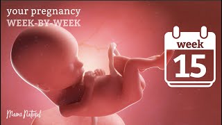 15 Weeks Pregnant  Natural Pregnancy WeekByWeek [upl. by Pru]