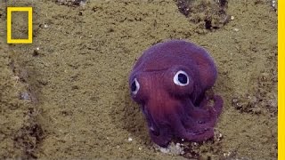 Adorable GooglyEyed Sea Creature Puzzles Scientists  National Geographic [upl. by Acinnad448]