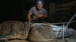 Catching a Giant Crocodile  Deadly 60  BBC Earth Explore [upl. by Emlynn]