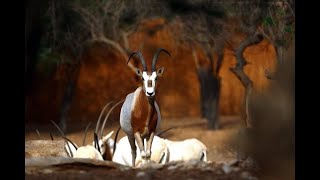 The ScimitarHorned Oryx Dama Gazelle amp Addax Made a Comeback  Exotic Wildlife Association [upl. by Adnwahs874]