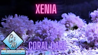 Xenia coral care and tips [upl. by Cannice]