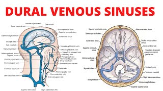 Dural Venous Sinuses [upl. by Sessler]