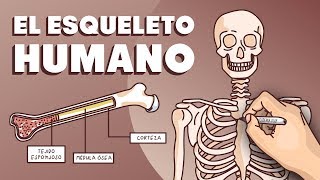 El esqueleto humano [upl. by Stanford293]