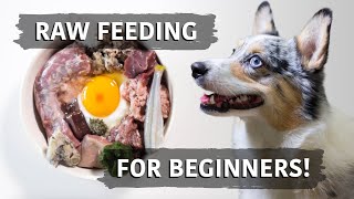 Raw Food Diet For Dogs  Balancing Explained For Beginners [upl. by Yesnikcm]