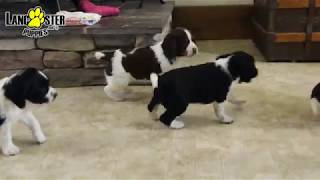 English Springer Spaniel Puppies [upl. by Siraved]