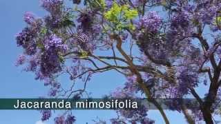 JACARANDA  Jacaranda mimosifolia [upl. by Dleifyar133]