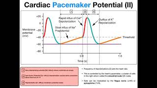 The Pacemaker Potential EXPLAINED [upl. by Agatha]