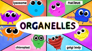 Organelles Structure and Function AP BIOLOGY [upl. by Clite63]