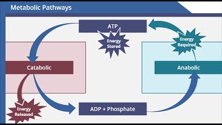 Metabolic Pathways [upl. by Aihgn]