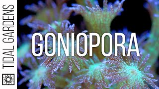 Goniopora Coral Care Tips [upl. by Amliv66]