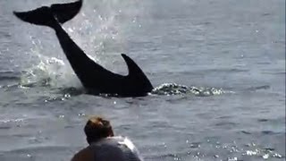 Angry dolphin caught attacking people [upl. by Phineas]