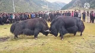 A big black Tibetan yak fight with a white one 😱😱 [upl. by Somar]