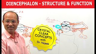 Diencephalon  Structure amp Function  Neuroanatomy [upl. by Sonafets251]