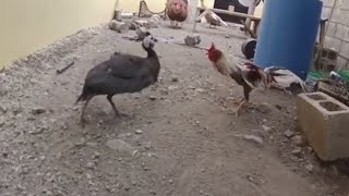 Pelea De Gallo Con Una Guinea [upl. by Ikceb]