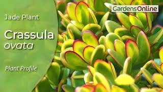 Crassula ovata  how to grow and propagate [upl. by Adnama]