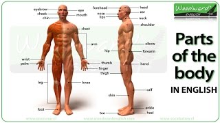 Parts of the body in English  Learn English vocabulary  ESOL Parts of the body with pictures [upl. by Avan]