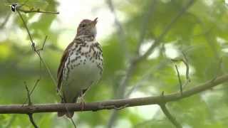 Wood Thrush singing [upl. by Serica]