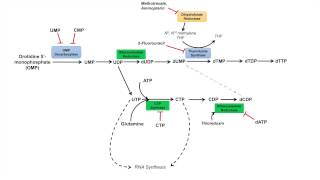 Pyrimidine Synthesis and Salvage Pathway [upl. by Ingamar833]