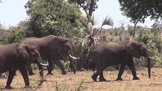 South Africa  Kruger National Park  2017 [upl. by Ydarg640]