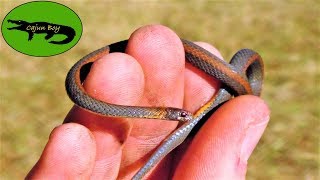 TINY Red Bellied Snake [upl. by Erised]