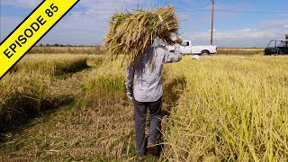 I Learn How to Harvest Rice by Hand at the Rice Experiment Station [upl. by Eriha35]