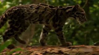 Clouded Leopard purr and roar [upl. by Drus]