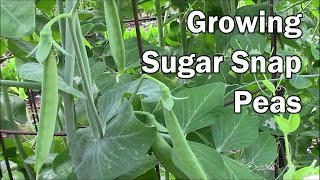 How To Grow Peas and What To Expect While They Are Growing [upl. by Tabitha]