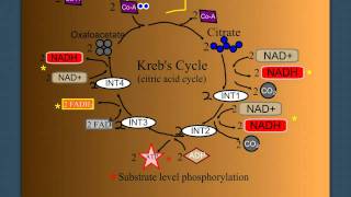 Cellular Respiration Part 2 The Krebs Cycle [upl. by Aitnwahs]