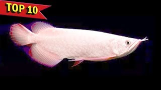 Top 10 Expensive Arowana Fish Varieties [upl. by Sik941]