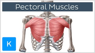 Pectoral Muscles Area Innervation amp Function  Human Anatomy  Kenhub [upl. by Iverson780]