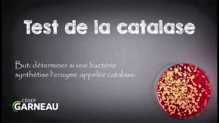 Test de la catalase [upl. by Whiney]