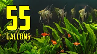 The BEST Ideas for Your 55 Gallon Aquarium [upl. by Eladnek]