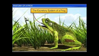 CBSE Class 11 Biology  Anatomy of Frog  By Shiksha House [upl. by Waldo157]