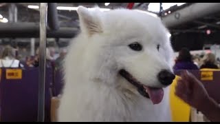 The Smiling Samoyed [upl. by Sibeal]