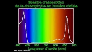 1ère SPÉ  L’ABSORBANCE ET LE DOSAGE PAR ÉTALONNAGE [upl. by Angadreme]