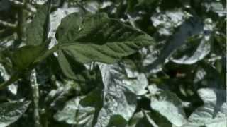 Applying Kaolin Powder to Tomatoes [upl. by Delphina]